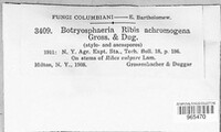 Botryosphaeria ribis image
